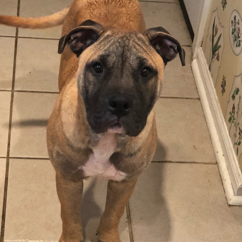 Meet your Posher, Carmen